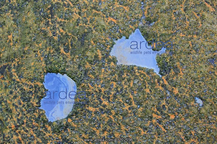 : Algae beds laying on a geothermal pool : Algae beds laying on a geothermal pool