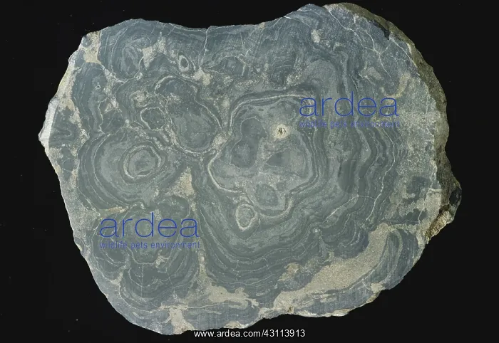 : Algae Fossil : Algae Fossil