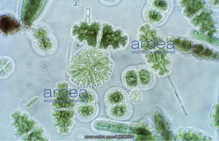  : ALGAE - Freshwater Desmids (x50), Blackdown, Mendips
