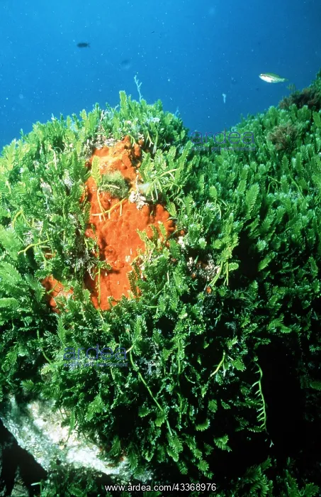 : ALGAE - Green Death, invasive : ALGAE - Green Death, invasive