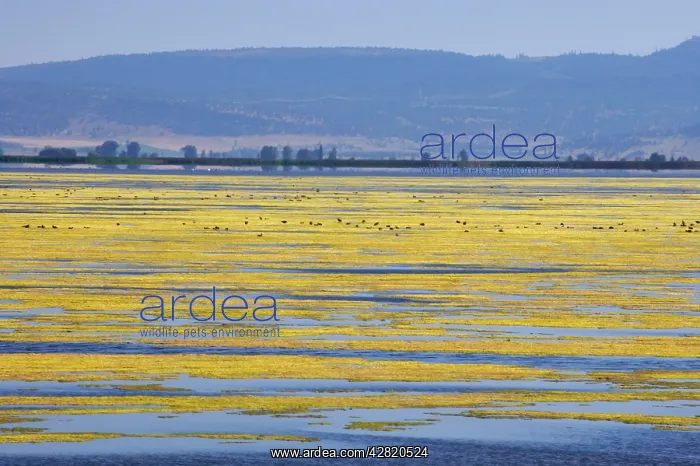 : Algae Growth on Lake : Algae Growth on Lake