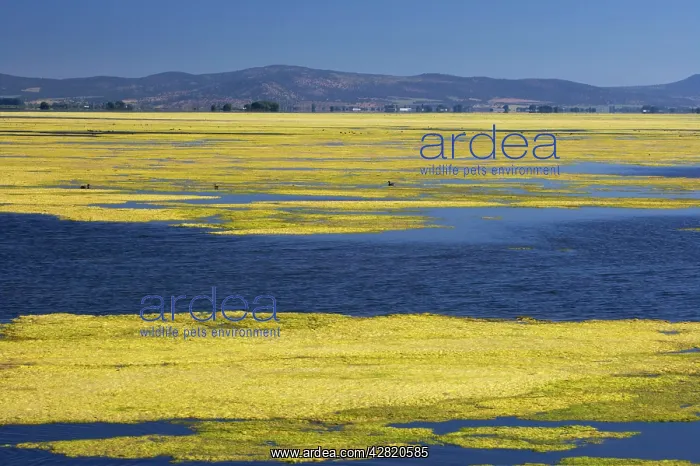 : Algae Growth on Lake : Algae Growth on Lake
