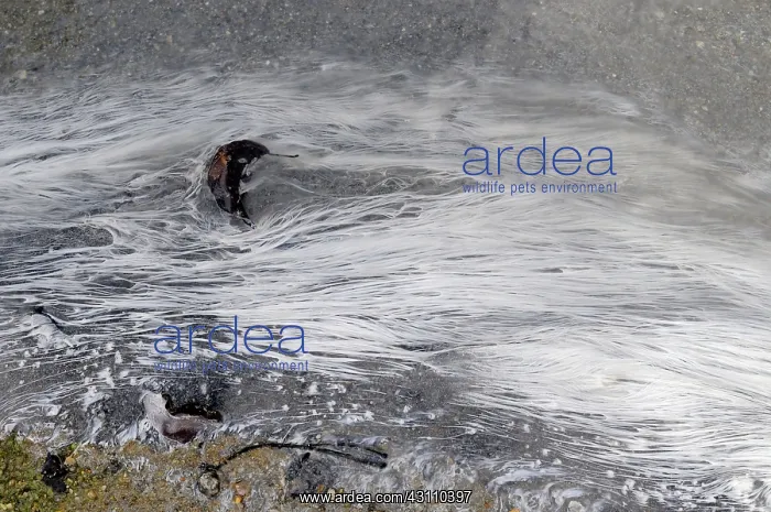 : Algae in Hot Spring : Algae in Hot Spring