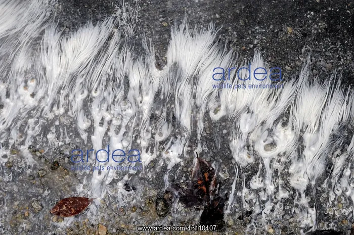 : Algae in Hot Spring : Algae in Hot Spring