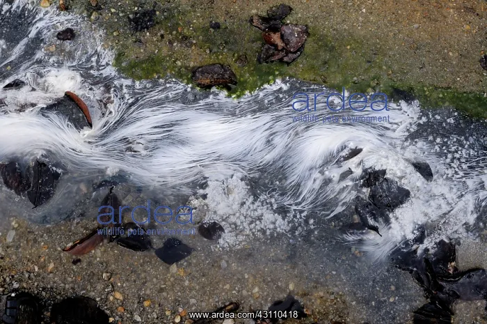 : Algae in Hot Spring : Algae in Hot Spring