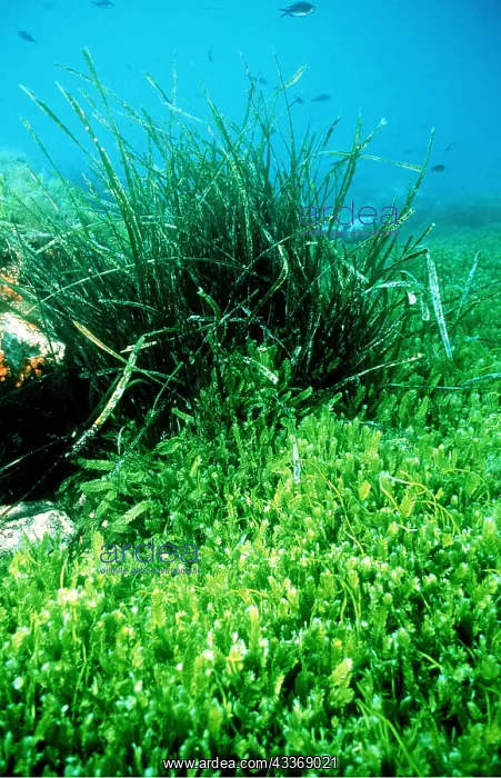 : ALGAE - INVASIVE, Green Death : ALGAE - INVASIVE, Green Death