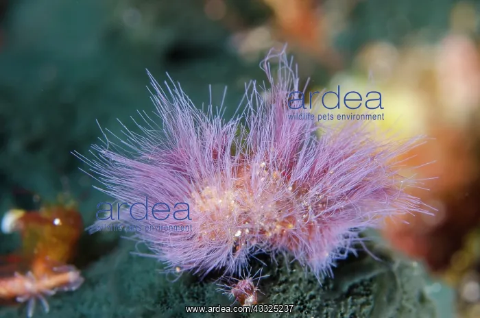  : Algae - Loleo dive site, Weda, Halmahera, North