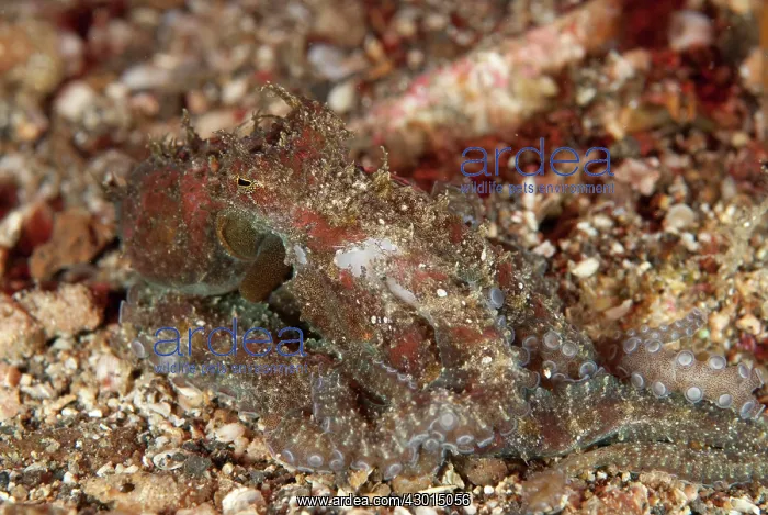 : Algae Octopus : Algae Octopus