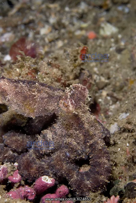  : Algae Octopus