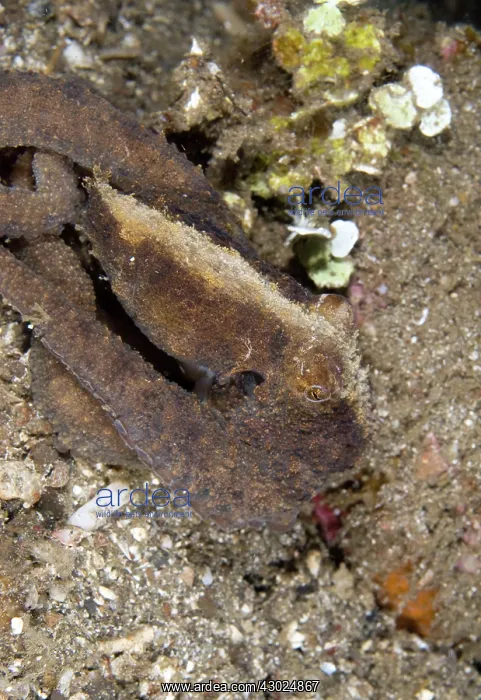  : Algae Octopus