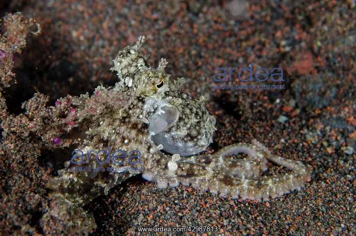 : Algae Octopus camouflaged on sand - night dive : Algae Octopus camouflaged on sand - night dive