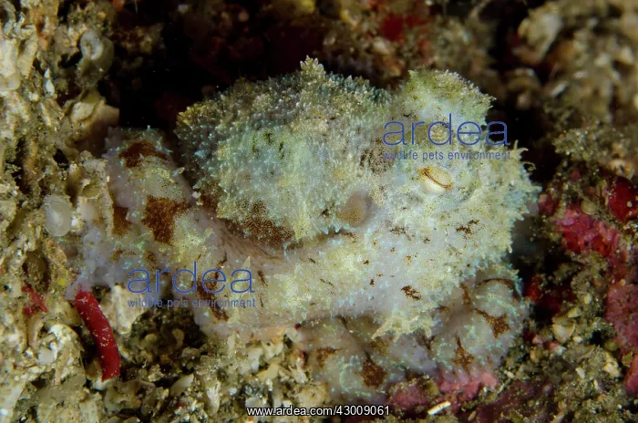 : Algae Octopus () at Tanjung Slope dive site, Lembeh : Algae Octopus () at Tanjung Slope dive site, Lembeh