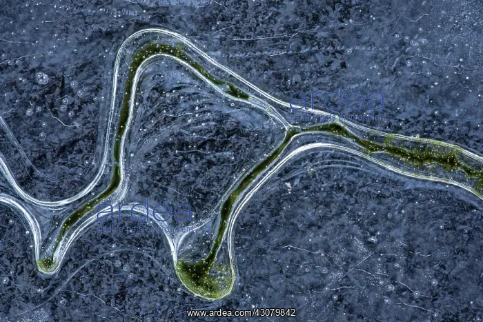 : Algae patterns in the ice : Algae patterns in the ice