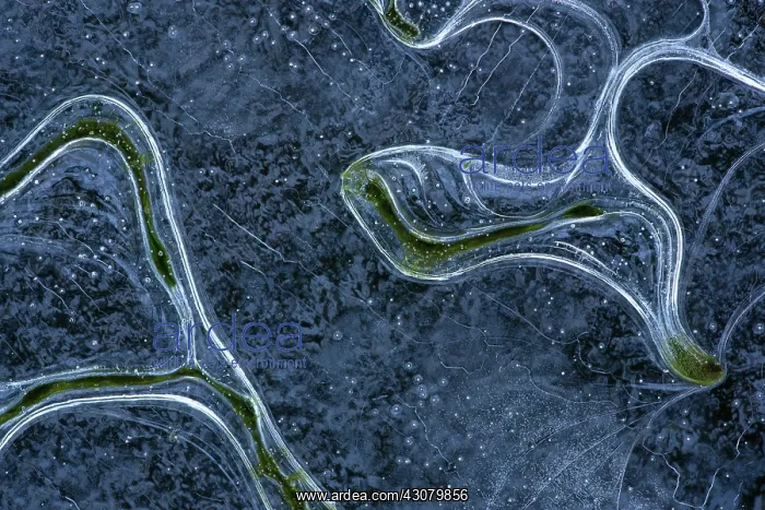 : Algae patterns in the ice : Algae patterns in the ice