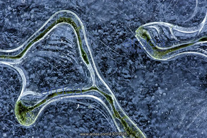 : Algae patterns in the ice : Algae patterns in the ice