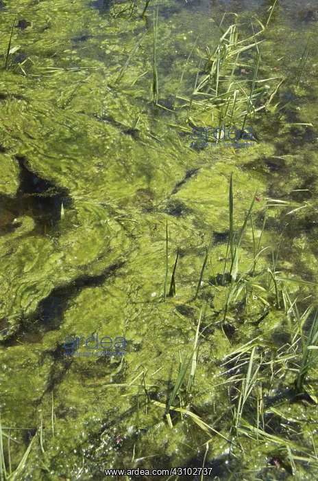 : Algae in a Pond : Algae in a Pond