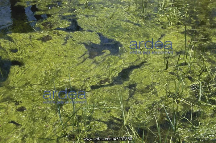 : Algae in a Pond : Algae in a Pond