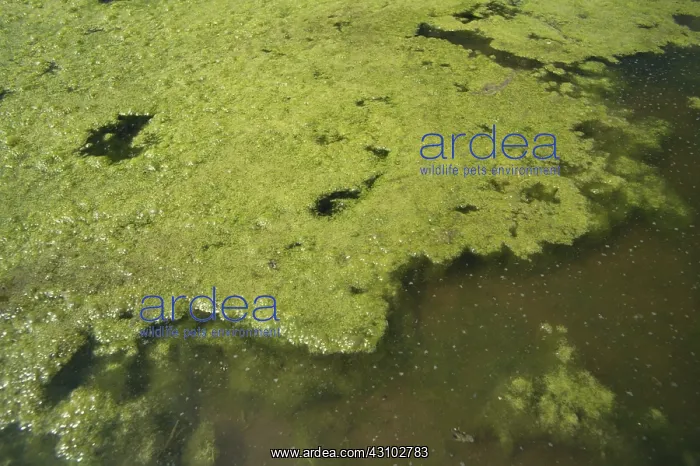 : Algae in Pond : Algae in Pond