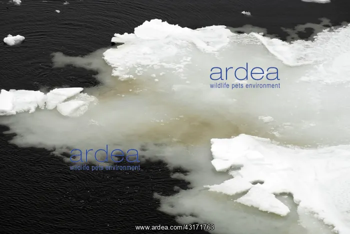 : Algae in sea ice : Algae in sea ice