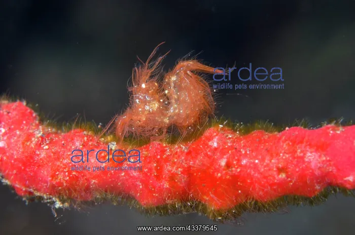 : Algae Shrimp : Algae Shrimp