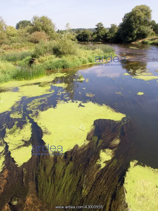 : Algae on water surface : Algae on water surface