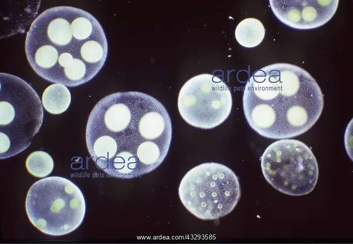 : ALGAE - x 20 magnification : ALGAE - x 20 magnification