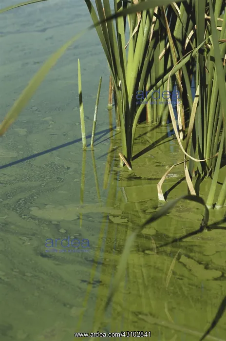 : Algal Bloom from Runoff : Algal Bloom from Runoff