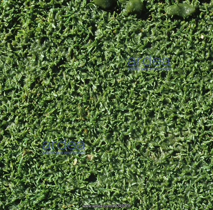: Algal slime on putting green : Algal slime on putting green