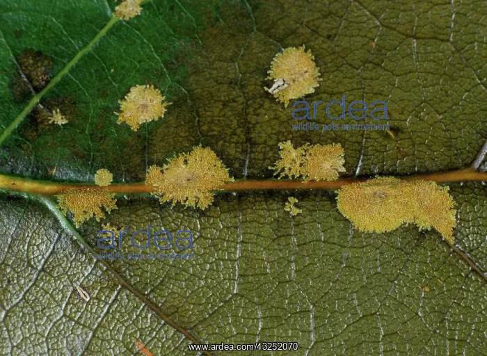 : Algal Spot on Avocado leaf : Algal Spot on Avocado leaf