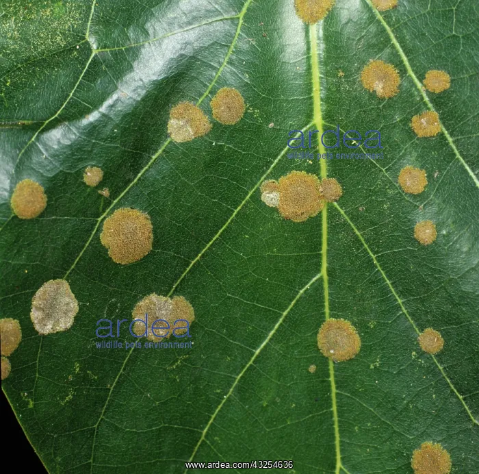 : Algal Spot (Cephaleuros virescens) : Algal Spot (Cephaleuros virescens)