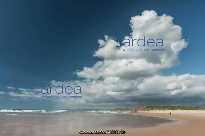 : Algarve beach, wide, clear, blue sky, cloud, summer : Algarve beach, wide, clear, blue sky, cloud, summer