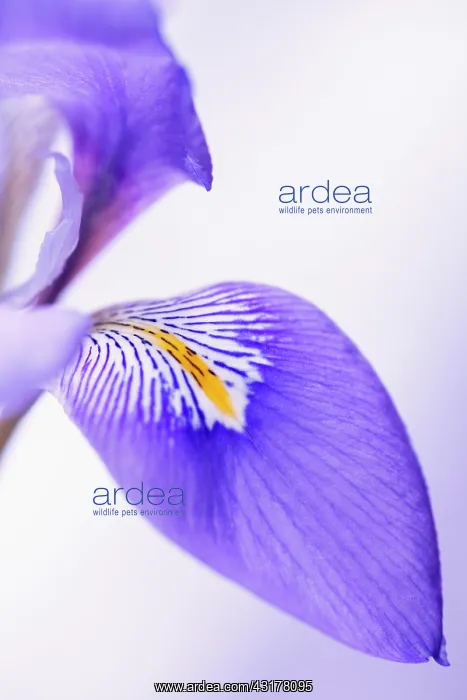 : Algerian iris, Iris unguicularis, Close cropped : Algerian iris, Iris unguicularis, Close cropped