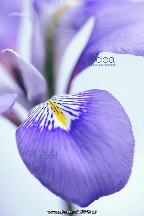 : Algerian iris, Iris unguicularis, Close cropped : Algerian iris, Iris unguicularis, Close cropped