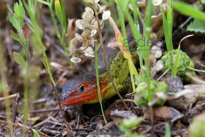 : Algerian Psammodromus : Algerian Psammodromus
