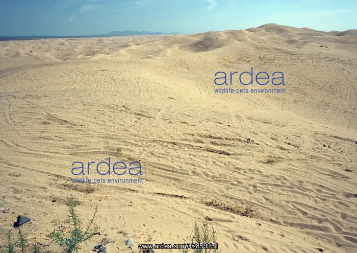 : Algodones dunes - huge off-road vehicle recreation : Algodones dunes - huge off-road vehicle recreation