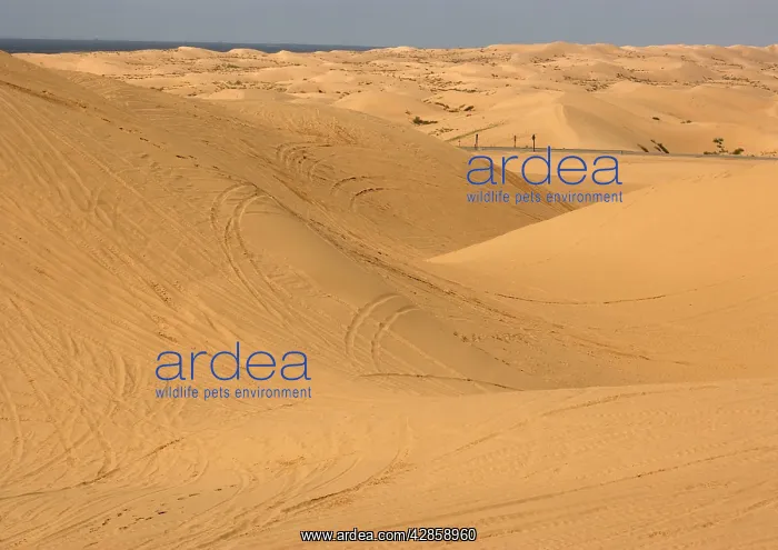 : Algodones dunes - also known as Imperial sand dunes : Algodones dunes - also known as Imperial sand dunes