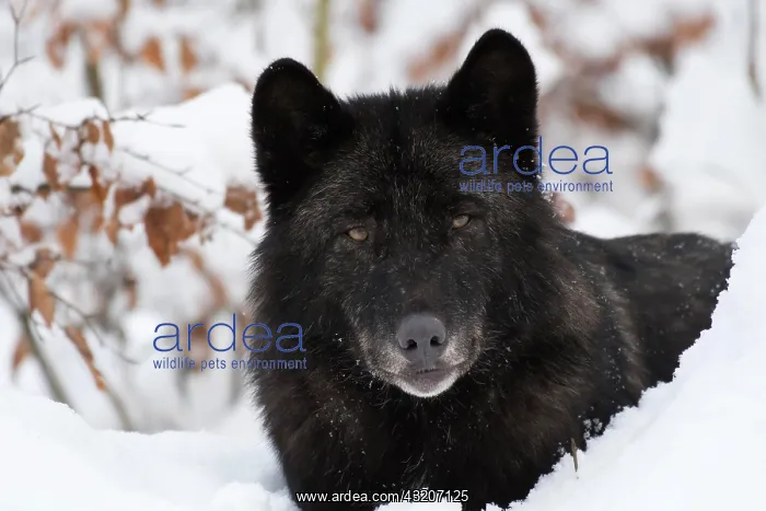 : Algonquin wolf (Canis lupus lycaon), Wildlife Park : Algonquin wolf (Canis lupus lycaon), Wildlife Park
