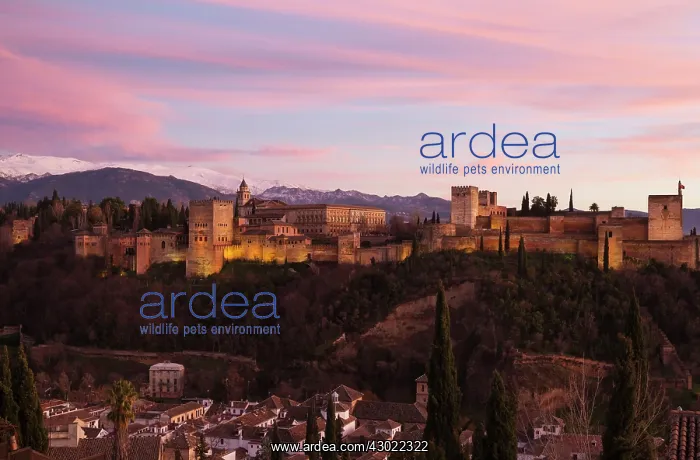 : Alhambra Palace : Alhambra Palace