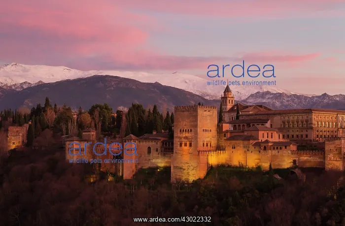 : Alhambra Palace : Alhambra Palace