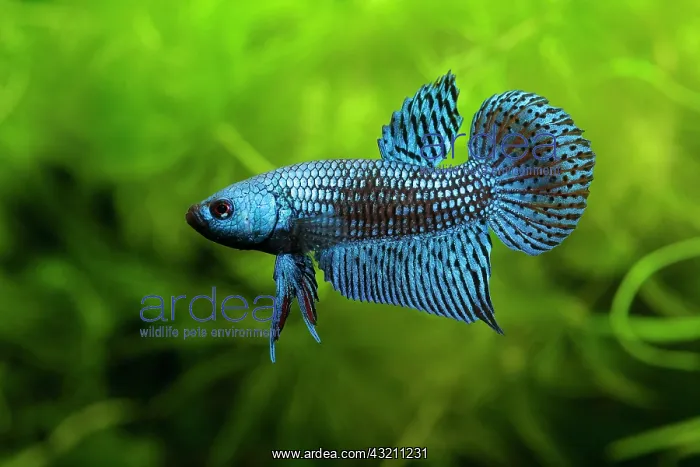 : Alien blueFighting Fish (Betta mahachaiensis) in : Alien blueFighting Fish (Betta mahachaiensis) in