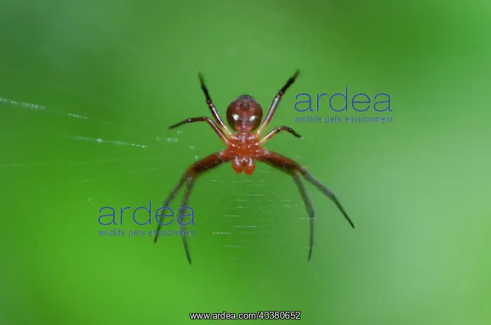 : Alien-like Orb-weaver Spider : Alien-like Orb-weaver Spider