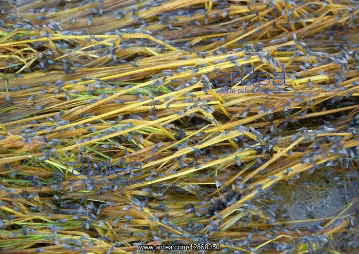 : Alkali Flies - related to Brine Flies : Alkali Flies - related to Brine Flies