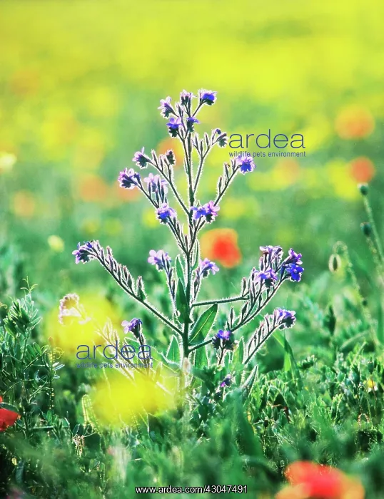 : Alkanet, Pentaglottis sempervirens : Alkanet, Pentaglottis sempervirens