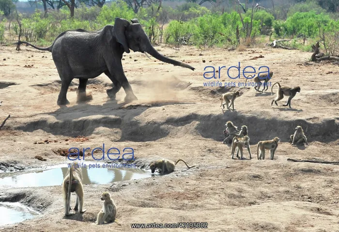 : All the ponds of the Hwange National Park are artificials : All the ponds of the Hwange National Park are artificials