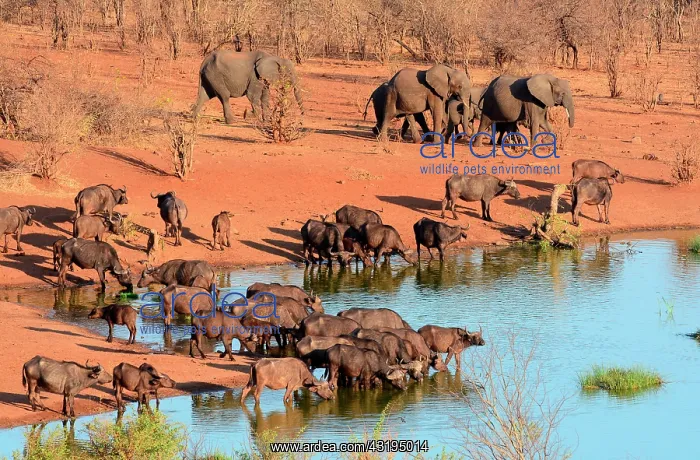  : All the ponds of the Hwange National Park are artificials
