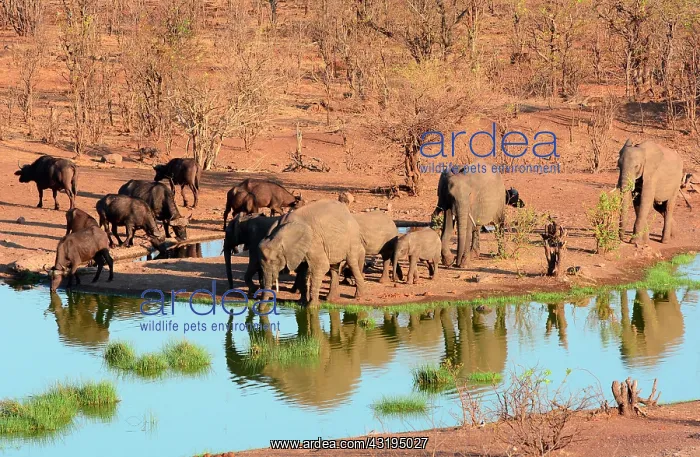 : All the ponds of the Hwange National Park are artificials : All the ponds of the Hwange National Park are artificials