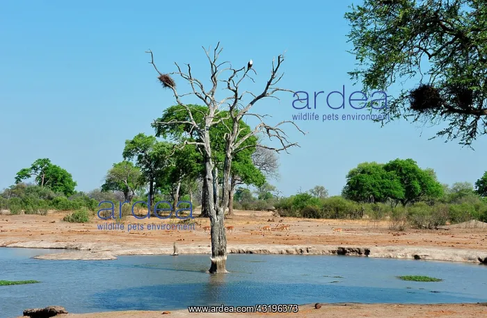 : All the ponds of the Hwange National Park are artificials : All the ponds of the Hwange National Park are artificials