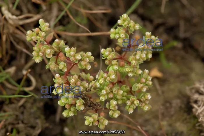  : All-seed (Radiola linoides)