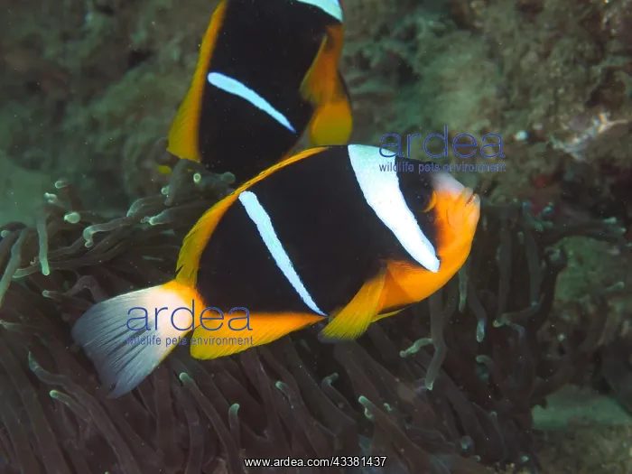 : Allards clownfish (Amphiprion allardi), Sodwana : Allards clownfish (Amphiprion allardi), Sodwana