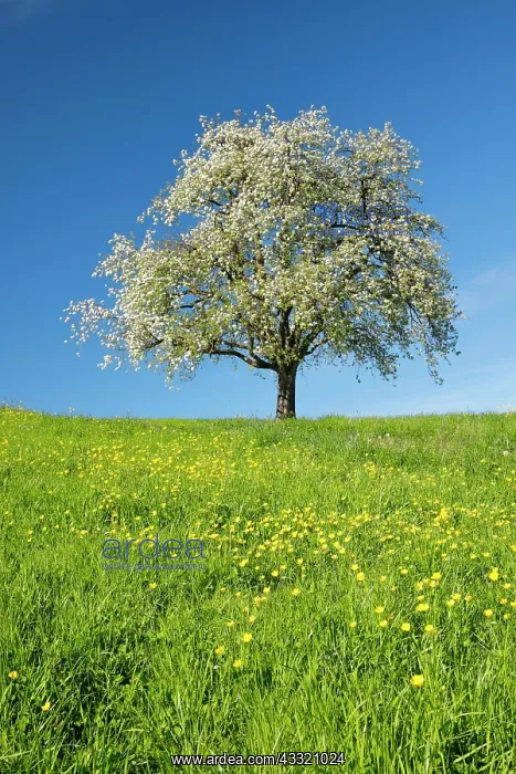 : Alleinstehender, bluhender Birnbaum auf bluhender : Alleinstehender, bluhender Birnbaum auf bluhender